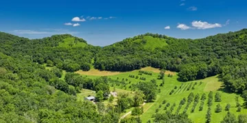 Orman Vasfını Yitiren Alanlar (2B) için Yeni Düzenleme