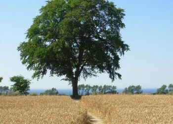 Tarla Sınırına Ağaç Dikerken Dikkat! Yılların Emeği Bir Şikayetle Kesilebilir