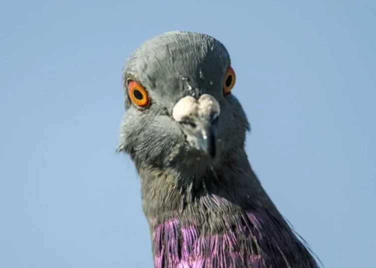 Apartmanda Güvercin Beslemek Yasak mı?