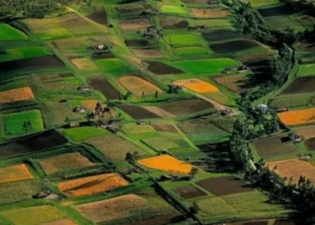 Tapuda Araziler Kaç Dönüme Kadar Bölünebilir?