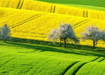 Tarla ve Bahçe Arasındaki Farklar Nedir?